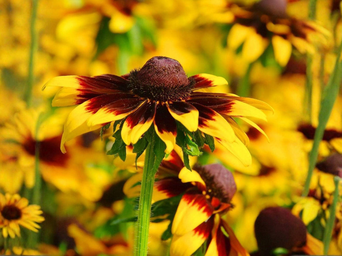 250 Gloriosa Daisy Seeds – Heirloom Non-GMO Flower for Garden Planting
