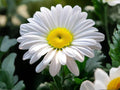 Shasta Daisy Seeds – Heirloom Non-GMO Flower Garden Planting (100 Seeds)