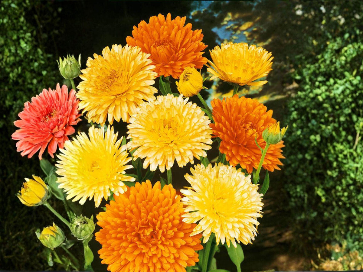 Calendula Pacific Beauty Orange Seeds – 100 Heirloom Non-GMO Flower Seeds for Planting