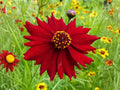 250 Dwarf Red Coreopsis Seeds | Heirloom Non-GMO Wildflower (Coreopsis tinctoria)