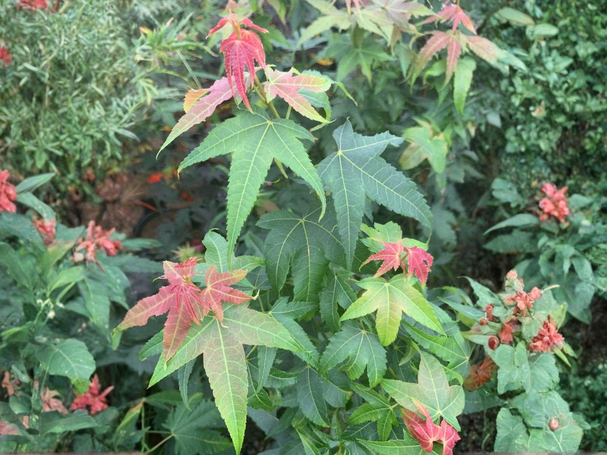 10 Chinese Maple Tree Seeds – Elegant Heirloom Non-GMO Ornamental Garden Planting