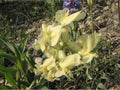 25 Silky Locoweed Seeds Astragalus sericoleucus Native Wildflower