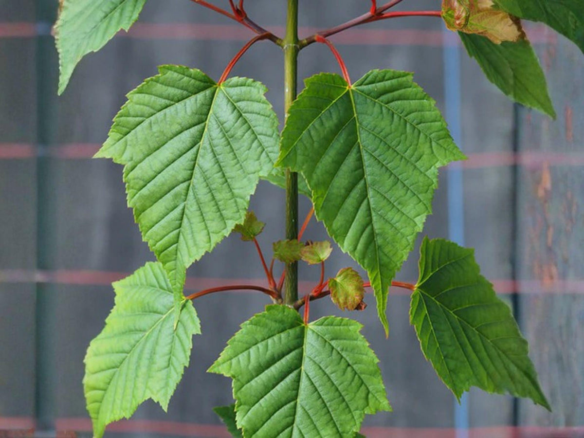 10 Snake Bark Maple Seeds | Heirloom Non-GMO Ornamental Tree for Gardens