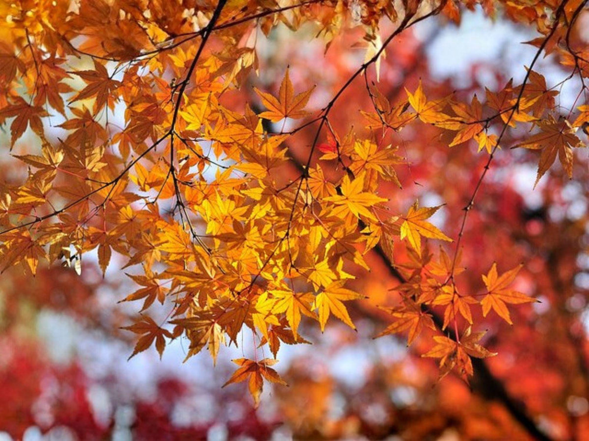 10 Acer Mono Painted Maple Tree Seeds - Heirloom Ornamental Landscape Planting