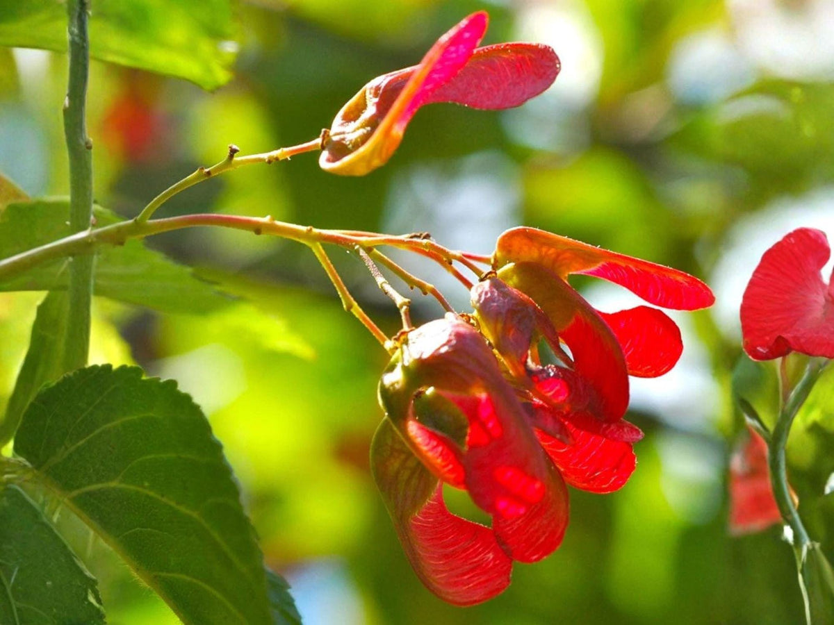 10 Tatarian Maple Tree Seeds | Heirloom Non-GMO Ornamental Landscape Planting