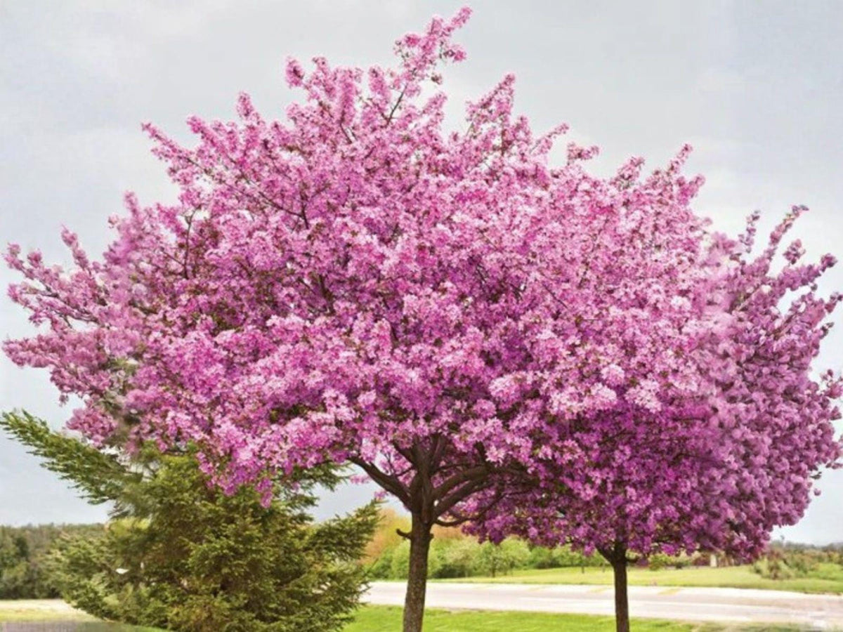 10 Chinese Redbud Tree Seeds – Heirloom Non-GMO Flowering Ornamental Tree