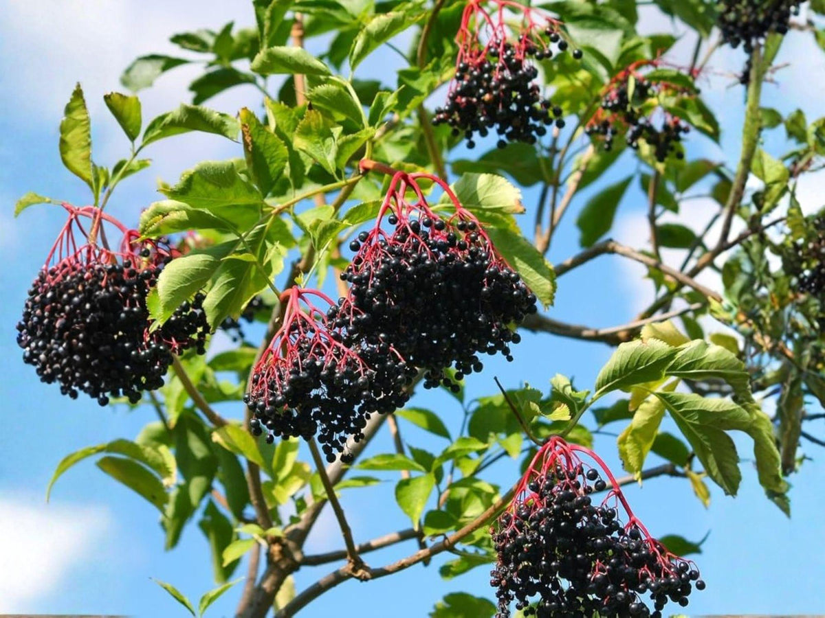 100 American Black Elderberry Seeds | Heirloom Non-GMO Shrub for Home Garden
