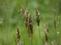 300 Sweet Vernal Grass Seeds | Heirloom Non-GMO Ornamental Grass for Meadow Planting