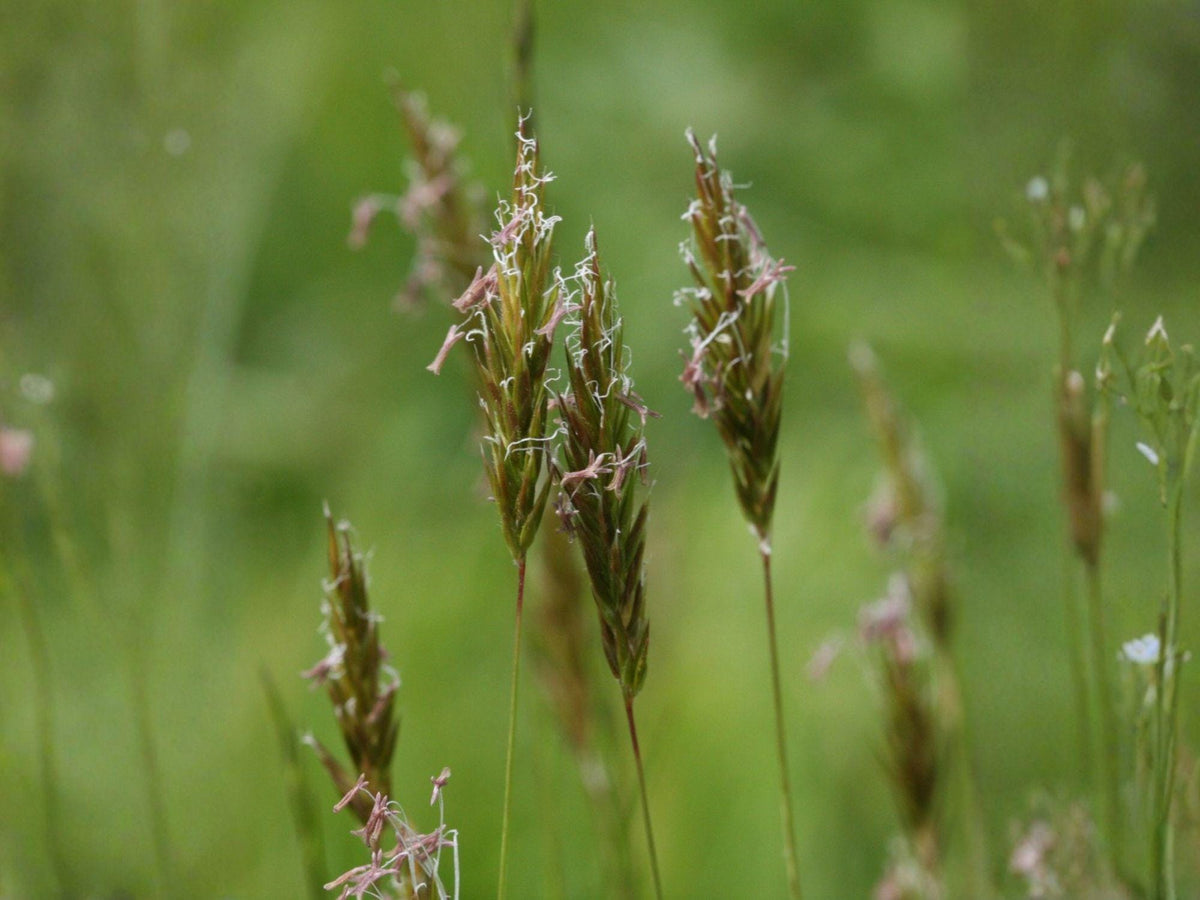 300 Sweet Vernal Grass Seeds | Heirloom Non-GMO Ornamental Grass for Meadow Planting