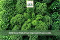 500 Seeds Dwarf Siberian Improved Kale Cold Hardy Vegetable Garden Planting