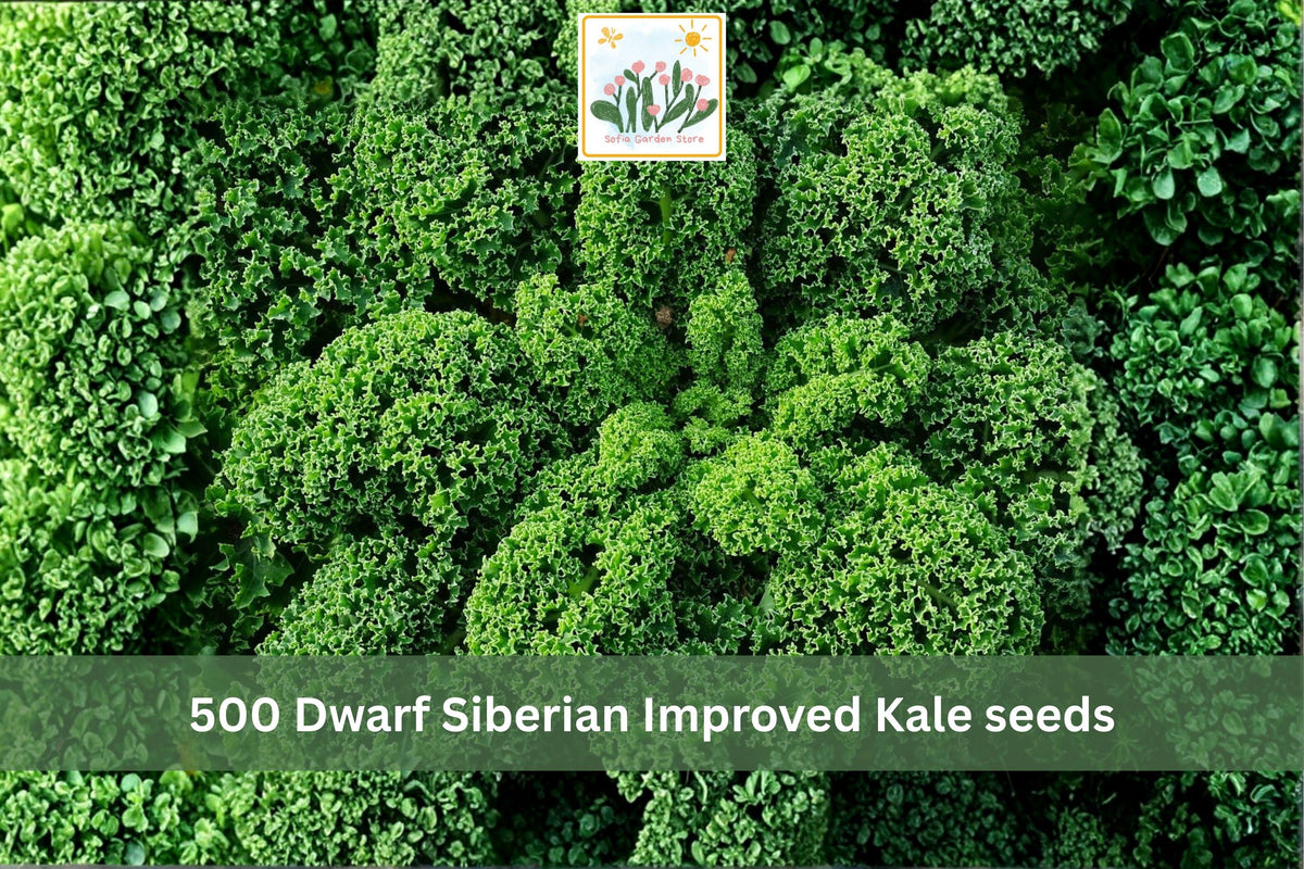 500 Seeds Dwarf Siberian Improved Kale Cold Hardy Vegetable Garden Planting