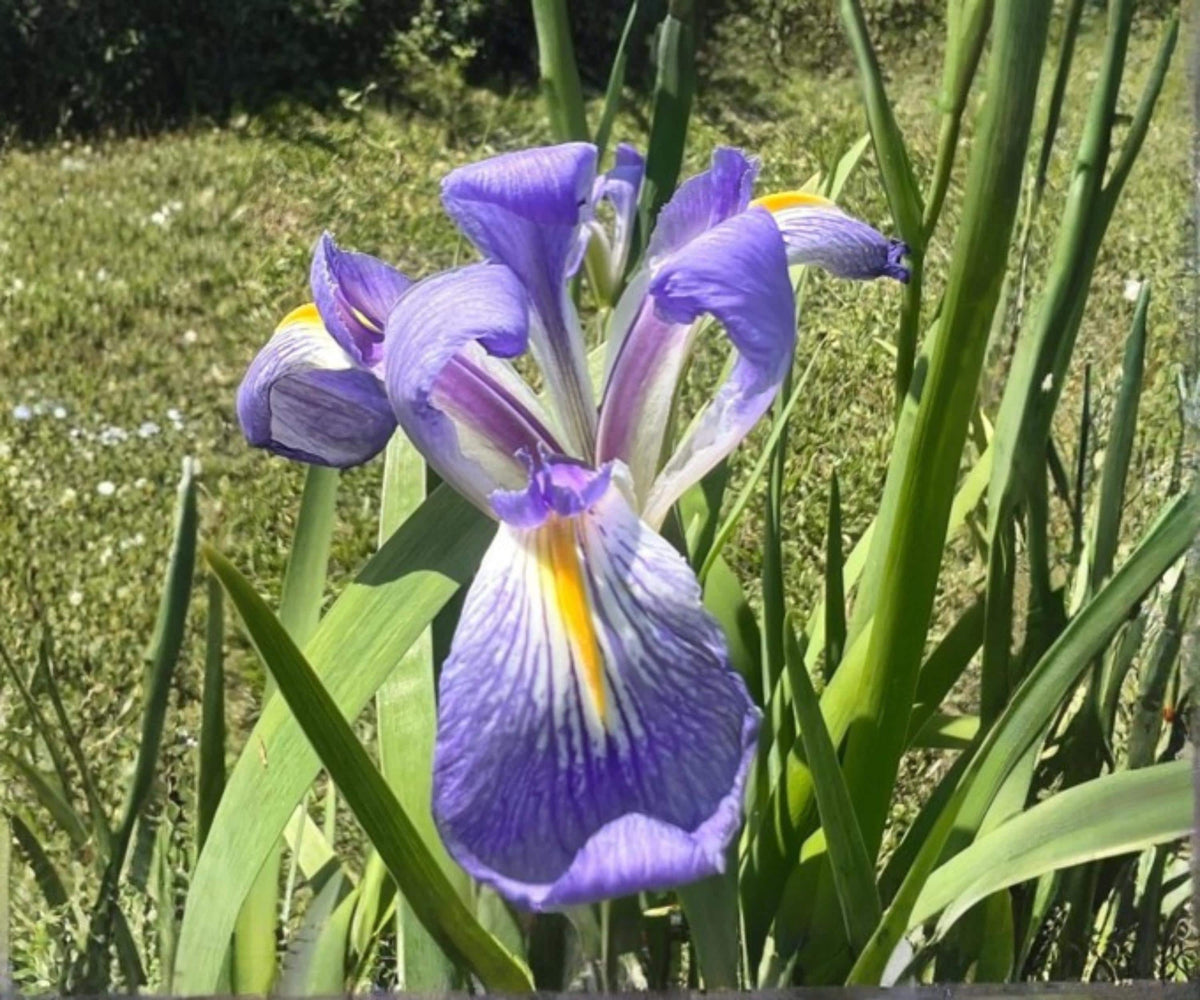Blue Flag Louisiana Iris Live Pond Plant – Hardy Indigo Aquatic Marginal Bog Flower