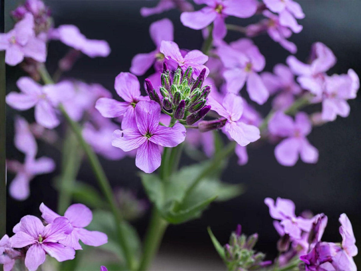 100 Dames Rocket Seeds – Heirloom Non-GMO Hesperis matronalis Night Scented Gilliflower