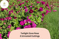 Twilight Zone Rose Cuttings – 3 Rare Purple Rose Cuttings for Rooting or Grafting