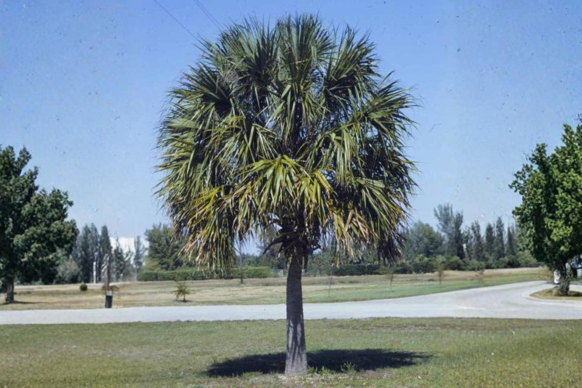5 Seeds Cabbage Palm Sabal palmetto Hardy Palm Tree