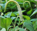 Lizard's Tail Pond Marginal Plant – Saururus cernuus Hardy Aquatic Bog White Flower
