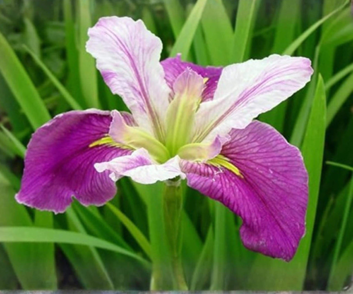Live Colorific Louisiana Iris Pond Plant – Hardy Aquatic Marginal Bog Iris with Red Purple White Flowers