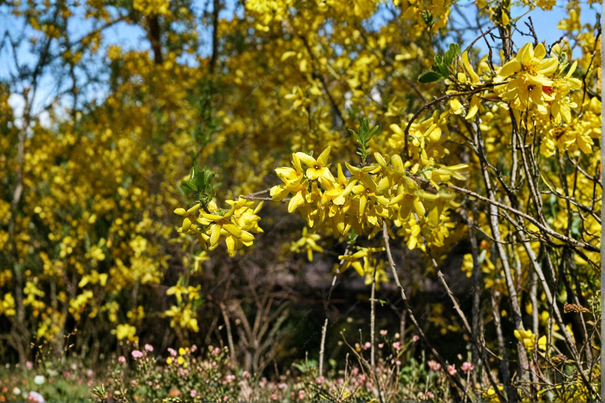 10 Seeds Weeping Forsythia Forsythia suspensa Bright Yellow Early Spring Flowers
