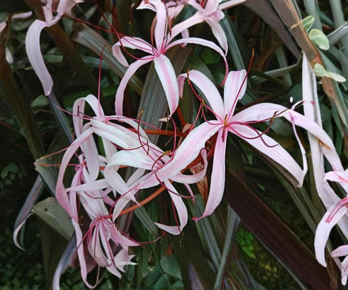 Live Red Bog Lily Pond Plant – Crinum Menehune Tropical Aquatic Marginal with Pink Flowers