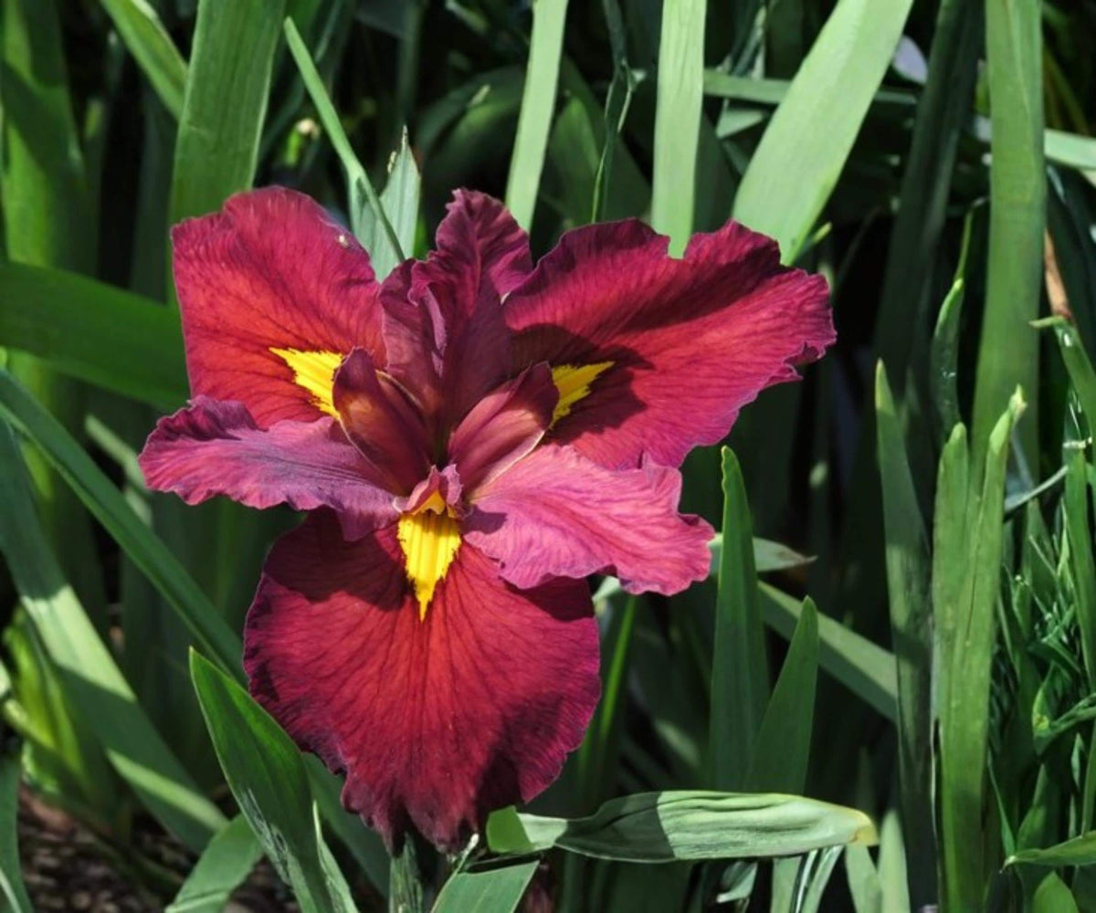 Ann Chowning Louisiana Iris Live Pond Plant – Hardy Red Aquatic Marginal Bog Flower