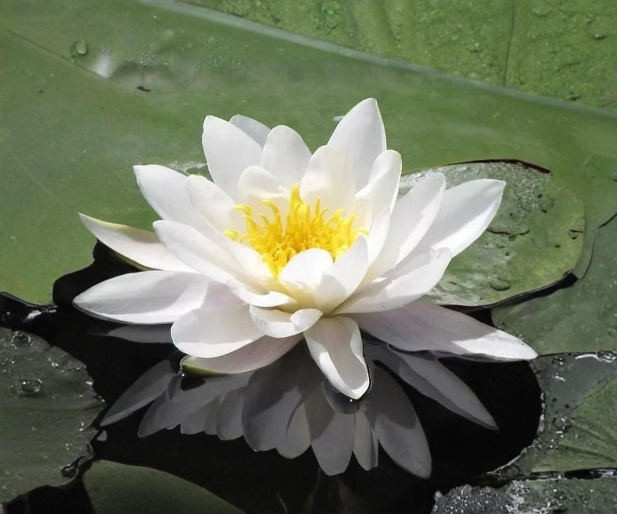 Marliacea Albida Water Lily Live Plant – Hardy White Nymphaea Pond Aquatic Flower