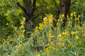100 Seeds Maximilian Sunflower Helianthus maximiliani Perennial Native Wildflower