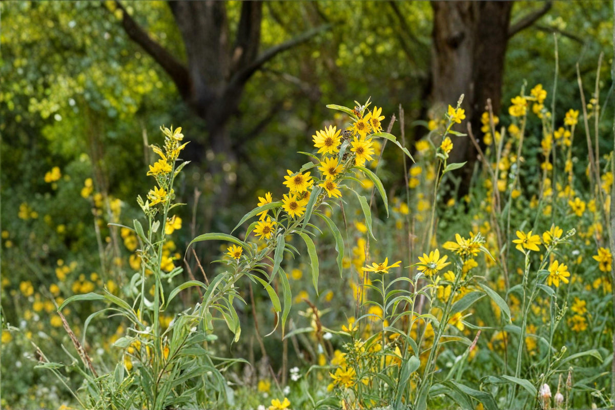 100 Seeds Maximilian Sunflower Helianthus maximiliani Perennial Native Wildflower