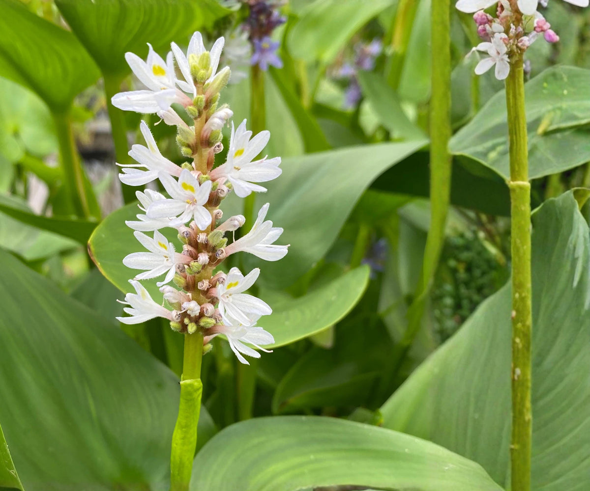 White Pickerel Weed Live Pond Plant – Pontederia cordata Hardy Aquatic Marginal Bog Flower