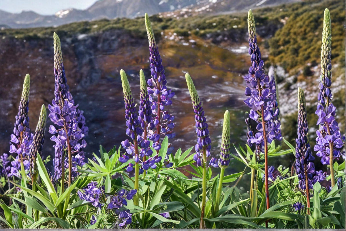 15 Seeds Riverbank Lupine Lupinus rivularis