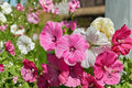 40 Seeds Dwarf Rose Mallow Lavatera trimestris Annual Flowering Plant