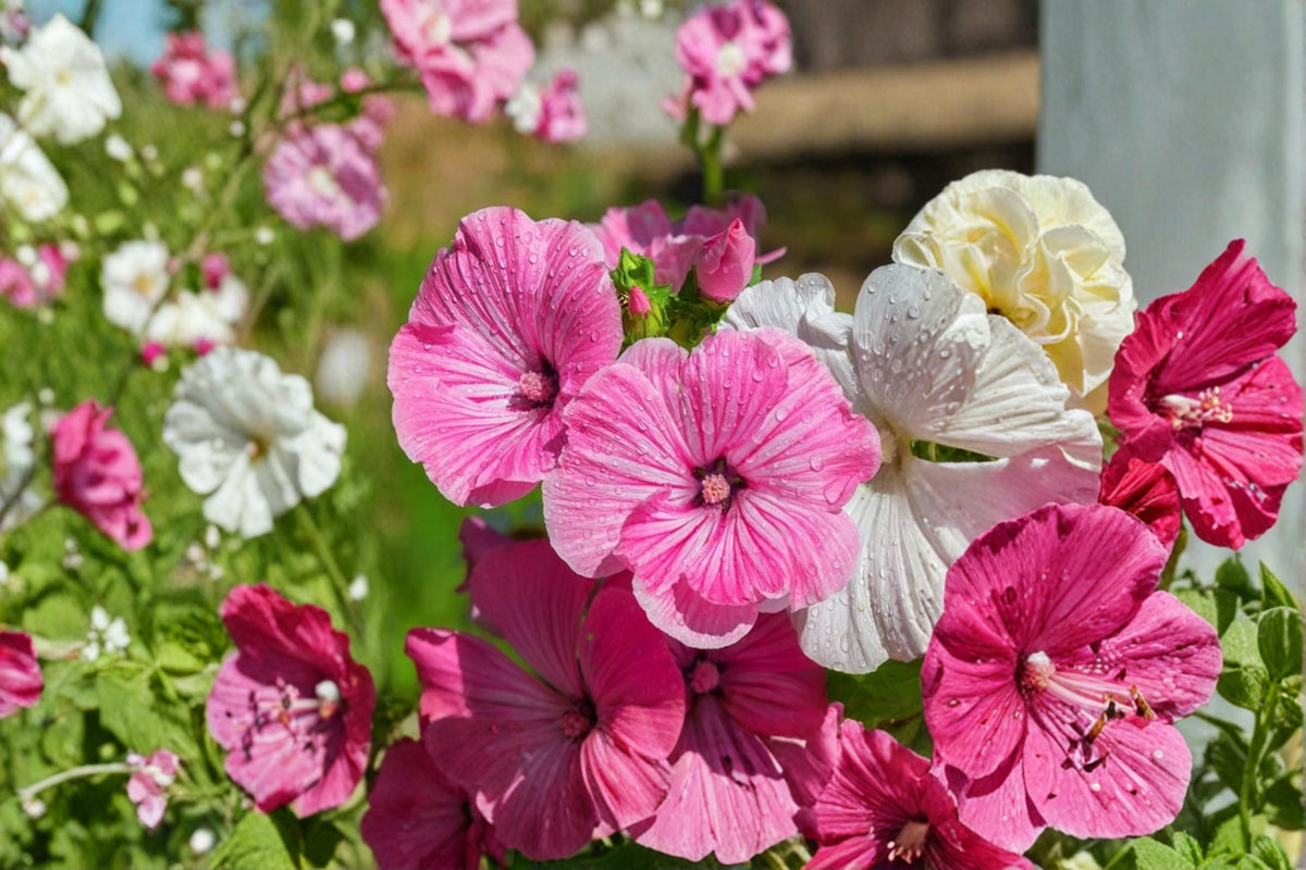 40 Seeds Dwarf Rose Mallow Lavatera trimestris Annual Flowering Plant