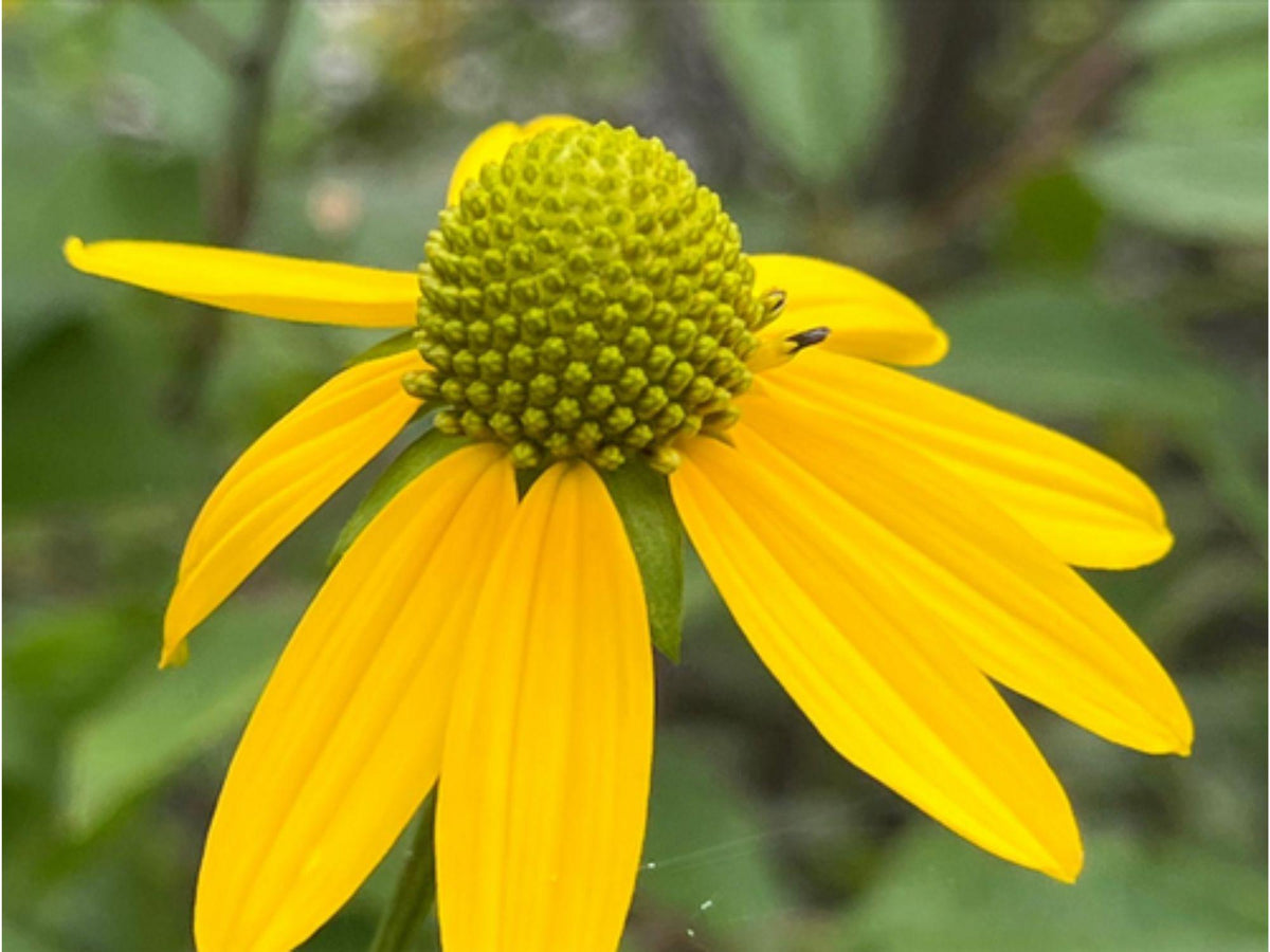 50 Cutleaf Coneflower Seeds Heirloom Native Wildflower Garden Planting