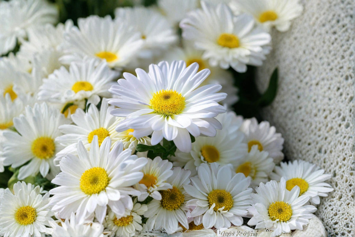 100 Seeds Shasta Daisy Chrysanthemum maximum Perennial Flower