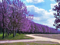 100 Paulownia Tomentosa Seeds - Empress Tree Fast Growing Ornamental
