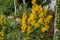 100 Seeds Showy Goldenrod Solidago speciosa Native Wildflower