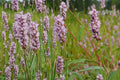 15 Seeds Pinkweed Persicaria pensylvanica Native Wildflower