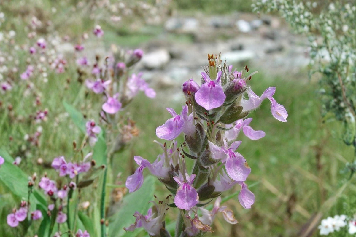 40 Seeds American Germander Teucrium canadense Woodland Wildflower