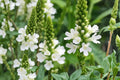 100 Seeds White Vervain Verbena urticifolia Native Wildflower