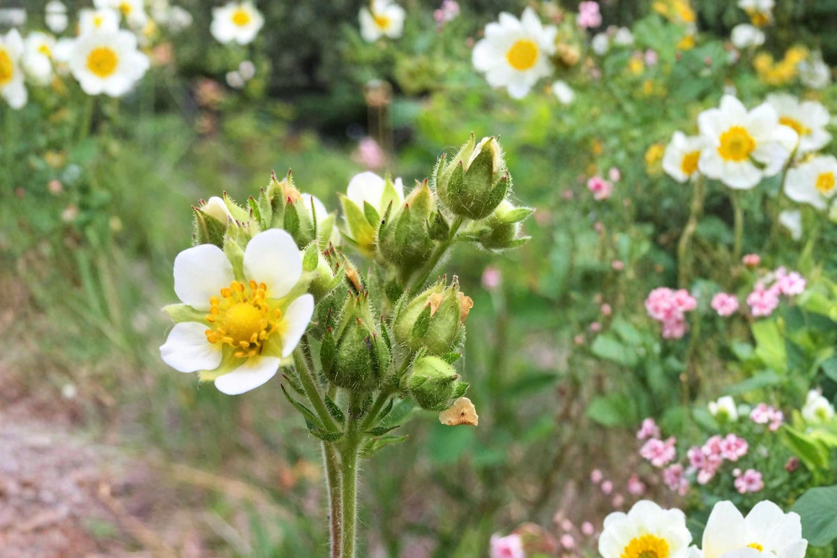 500 Seeds Prairie Cinquefoil Potentilla arguta Native Wildflower