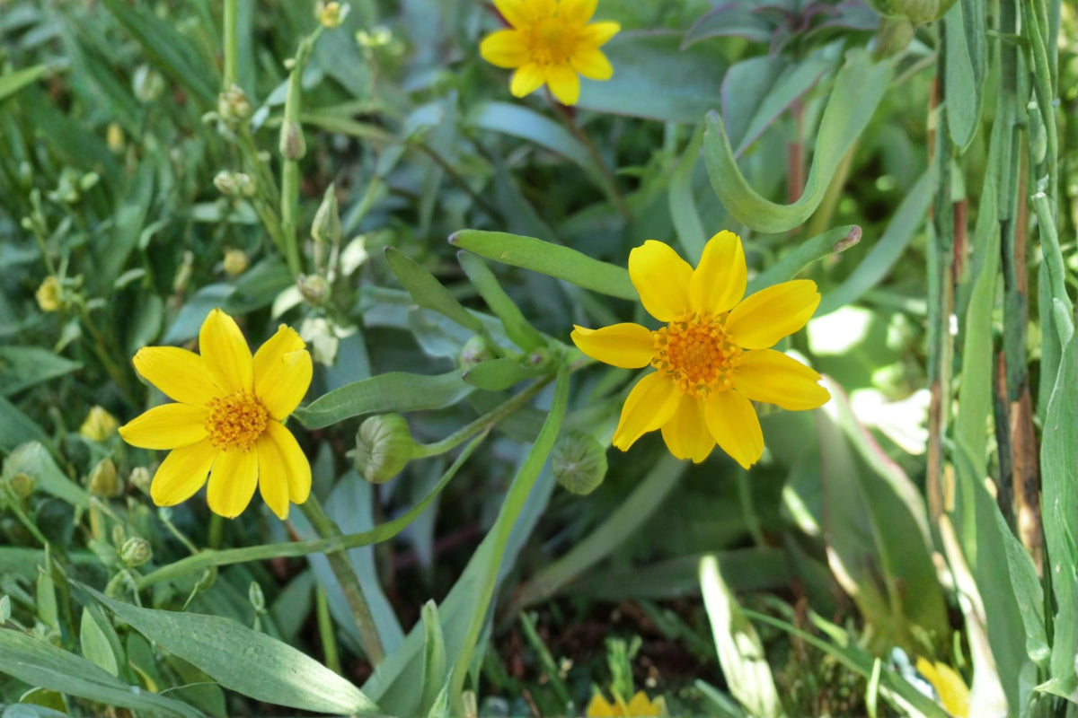 100 Seeds Yellowray Goldfields Lasthenia glabrata Native Wildflower Pollinator Friendly