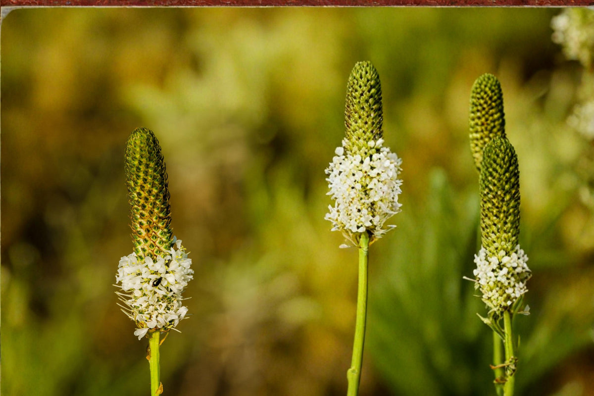 100 Seeds White Prairie Clover Dalea candida Native Wildflower Pollinator Friendly