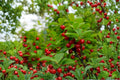 10 Seeds Nanking Cherry Prunus tomentosa Hardy Fruit Bearing Shrub