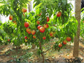 1 Mericrest Nectarine Fruit Tree – 2 ft Tall Backyard Orchard Plant