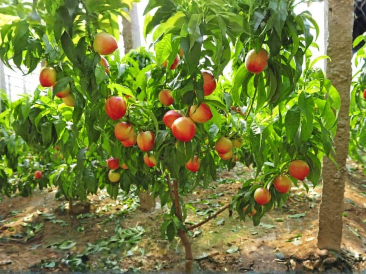 1 Mericrest Nectarine Fruit Tree – 2 ft Tall Backyard Orchard Plant
