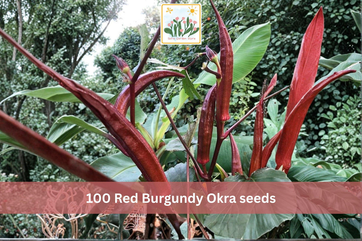 100 Red Burgundy Okra Seeds Heirloom Red Pod Garden Vegetable