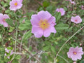 30 Rosa palustris Swamp Rose Seeds Native Flowering Shrub