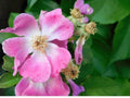 30 Rosa setigera Illinois Rose Seeds Native Climbing Flower