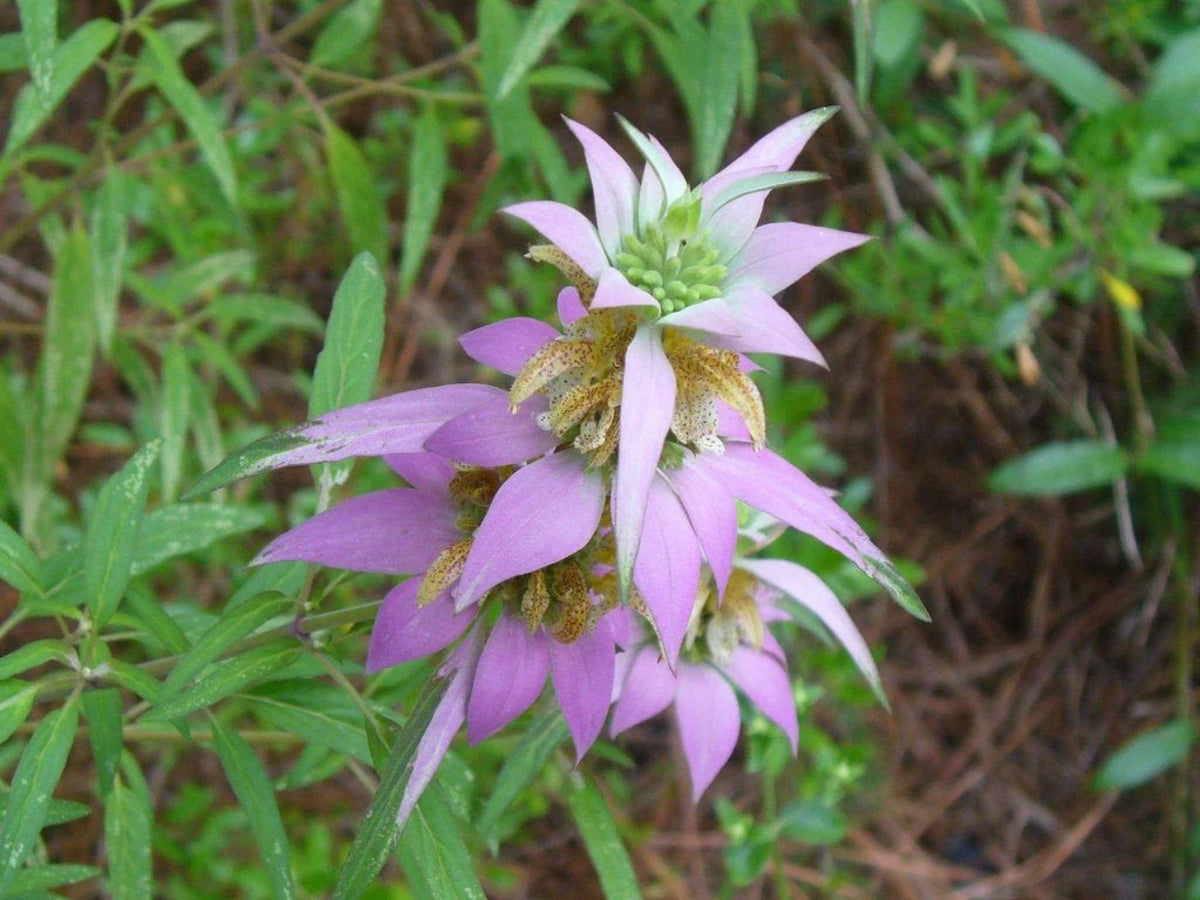 100 Seeds Spotted Bee Balm Heirloom Native Wildflower Pollinator Garden