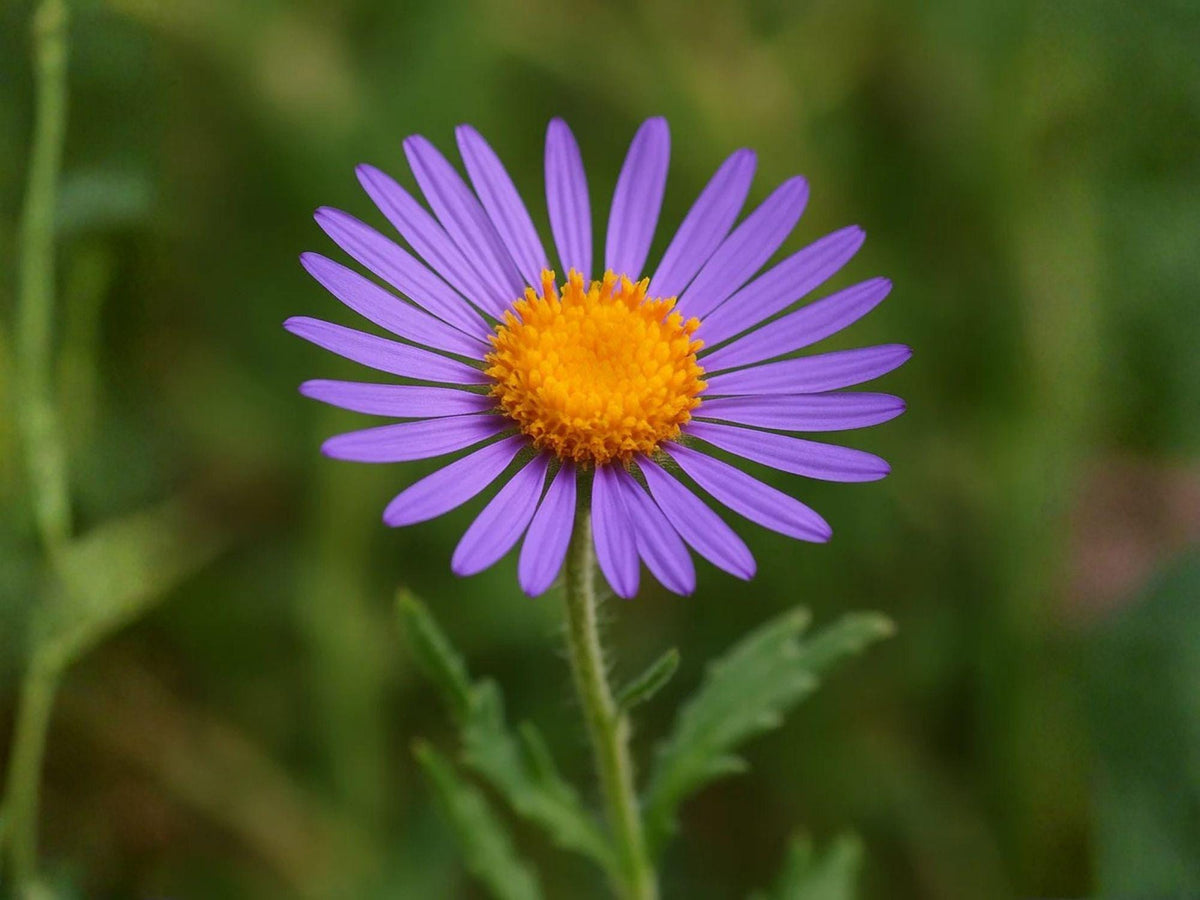 100 Purple Aster Seeds Bigelow's Tansyaster Heirloom Wildflower