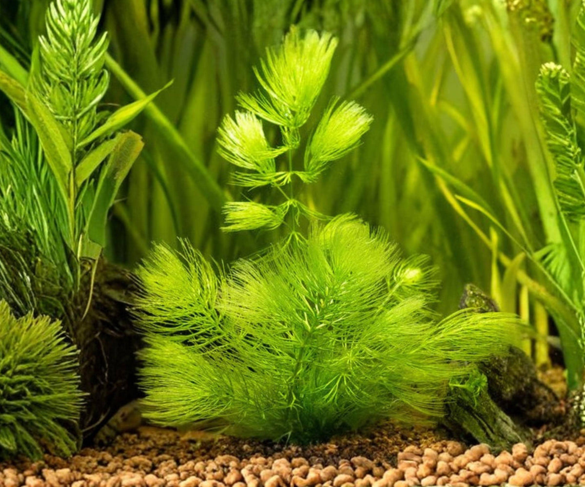 Hornwort Live Aquarium Plant - Ceratophyllum Demersum Floating Oxygenating for Fish Tank & Pond